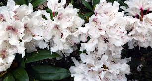 And look for native flowers such as wild columbine, purple milkweed, wild geraniums, and coneflowers. West Virginia State Flower The Rhododendron Proflowers Blog