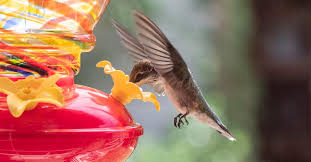 Check spelling or type a new query. Diy Hummingbird Nectar Recipe