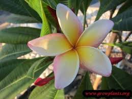 Plumeria Rubra Yellow Flower Yellow Flowers Plumeria Ornamental Trees