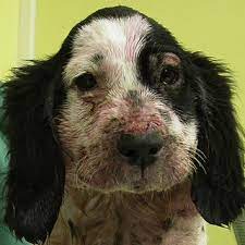 Please either scroll down to search manually or please use google custom search by clicking here and use the search box at the top of the page. Pdf Canine Conjunctivitis And Blepharitis