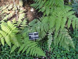 Image result for Hypolepis sparsisora