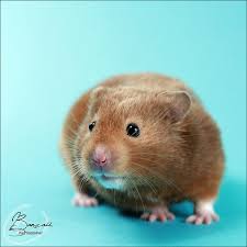 Banzaii Photography Baby Animals Pictures Pet Photographer Syrian Hamster