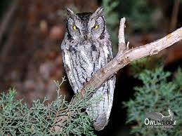 Western Screech Owl Biology Owling Com
