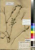 Image result for Justicia heterocarpa