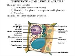 Metabolic signatures also distinguished cr and. Introduction To Biology Forms Of Life Biology Of The Cell Online Presentation