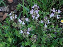 Image result for Catunaregam obovata