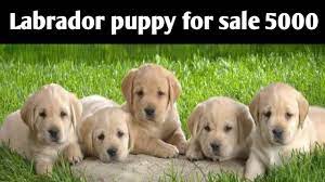 Enter your email address to receive alerts when we have new listings available for lab puppies for sale. Labrador Puppy For Sale 5000 Only Cheapest Price Delhi And India 9711696640 Youtube