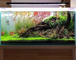 Fresh Water Fish Tank Panosundaki Pin