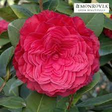 A Dozen Dazzling Shrubs For Early Spring Color Finegardening Camellia Plant Flowering Shrubs Camellia