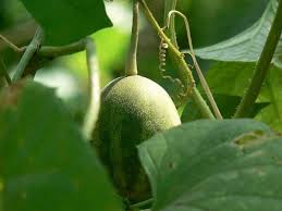 Image result for Cucumis melo