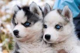 Browse our tiny teacup puppies for sale, and fall madly in love! Siberian Husky Puppies Husky Pomeranian Teacup Pets Lovers