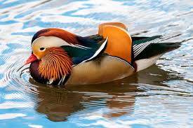 Wacky explanations behind the most bizarre bird names