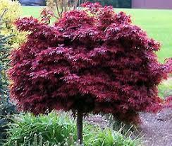 Japanese Maple Tree Japanese Maple Tree Garden Trees Dwarf Japanese Maple