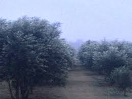 Trees Shimmering In The Wind At 6am Looks Like Snow But It S Not Just The Natural Silver Shimmer Of The Olive Tree Simply Stun Olive Tree Tree Nursery Tree