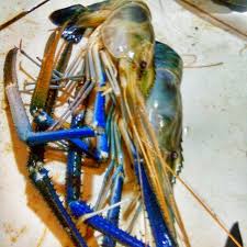 Sebuah kesalahan dalam pemilihan spot memancing udang galah hari ini Udang Galah Shrimp Loss 186267272 Steemit