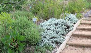 Image result for Helichrysum lastii