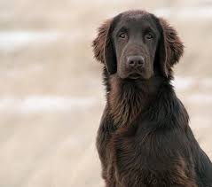 Moderately dense, it protects from water, weather, and ground cover when the dog is working. Flat Coated Retriever Dog Breeds Flat Coated Retriever Dog Life