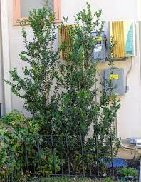 Other options for tall narrow evergreen screening: Narrow Screening Plants For Southern California Part 2 California Plants Backyard Plants Shade Plants