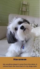 Havanese Intelligent And Funny With Images Havanese Puppies Puppies Havanese Dogs