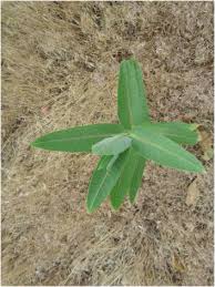 Showy Milkweed Asclepias Speciosa Urban Botany