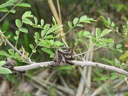 Image result for Indigofera lupatana