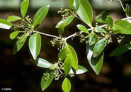 Image result for Elaeodendron