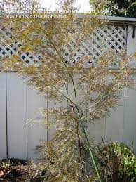 < > a cultivar known as g.'red hooks' (often erroneously referred to as g. Plantfiles Pictures Grevillea Red Hooks Grevillea By Auburn Jungle