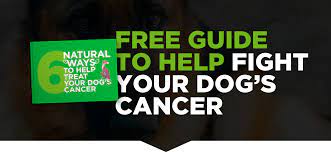 Diagnosing canine pancreatic cancer your vet will use blood tests to check for pancreatic cancer. 5 Things You Need To Know About Pancreatic Cancer In Dogs Homeoanimal Com