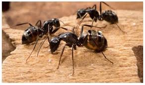 Remove natural debris from around the home. What Are The Signs Of Carpenter Ants In Your House Green Giant Services
