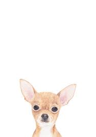 Chihuahua Illustration By Louise Jewell Chihuahua Illustration Chihuahua Art Chihuahua Drawing