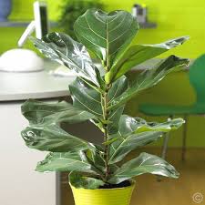 Ficus Lyrata Ficus Jardinerie Plante