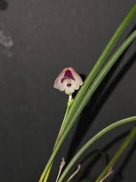 Image result for Polystachya vulcanica