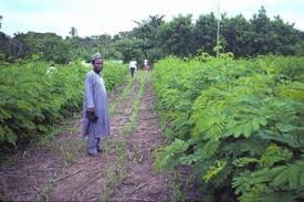 Image result for Gliricidia