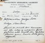 Image result for Hippocratea goetzei