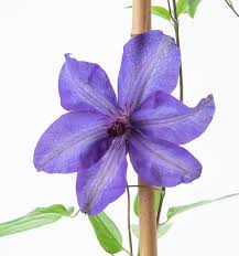 Check spelling or type a new query. Waldrebe The President Clematis Hybriden The President Gunstig Online Kaufen