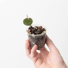 Image result for Culcasia