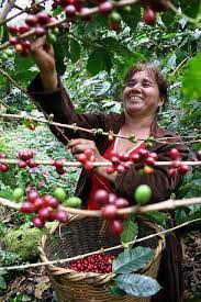 Woman Coffee Farmer Picking Coffee Cherries Nicaragua Coffee Farm Coffee Plant Coffee Bean Tree