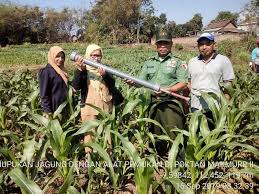 Pengaruh pemupukan map terhadap berat brangkasan dan biji jagung kering pada desa cemplang, cibungbulang, bogor disajikan pada gambar 1. Koramil 0815 18 Bersama Bpp Gondang Kenalkan Alat Penabur Pupuk Jagung Tradisional Sekilas Media