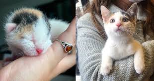 Calico Kitten Princess Living Bottle Fed Dream Thanks To Good Fairy Laptrinhx News