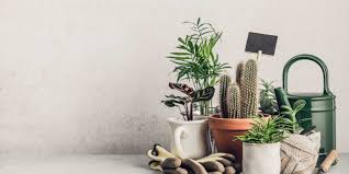 El cactus de navidad es una bonita planta (conocida también por su nombre científico, schlumbergera o. Cactus Cuidados 2021 Vivero Online Plantas Y Macetas