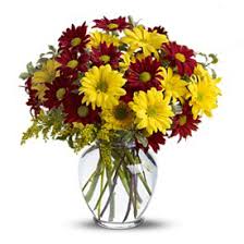 Our local network of professional florists make fresh. Daisies Delivery In Milan Flowers Milan Florist Premium Florist World