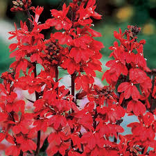 Image result for Lobelia fervens