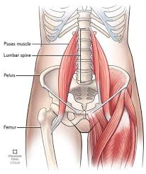 Muscles are covered by a thicker layer of subcutaneous the long head begins on the ischial tuberosity of the pelvis and the short head begins at the back of the. Psoas Syndrome Symptoms Causes Treatment
