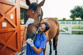 20 Non Riding Careers For Horse Lovers