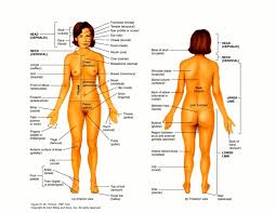 Now listen, read and repeat. Body Parts Of Woman Name With Picture Human Body Parts Pictures With Names Body Parts Vocabulary Leg Head Face Most Sensitive Parts Of A Woman S Body To Touch
