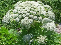We did not find results for: Giant Hogweed What The Toxic Plant Does To Humans What It Looks Like And Everything Else You Need To Know The Independent The Independent