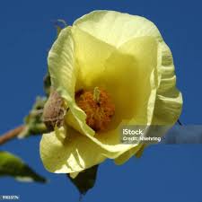 Image result for Gossypium barbadense
