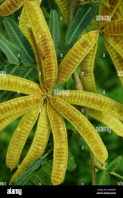 Image result for Mimosa pigra