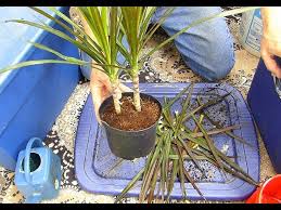 Maybe you would like to learn more about one of these? Dragon Tree Secret Youtube