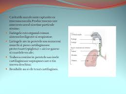 Astm bronsicobstructie paroxistica a cailor respiratorii, total sau partial reversibila,provocata de inflamatie si hiperreactivitatea cailor respiratorii. I Sistemul Respirator Ii Bolile Sistemului Respirator Ppt Video Online Download